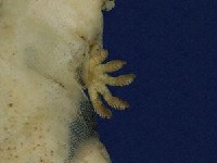 鉛山壁虎藏品圖，第3張
